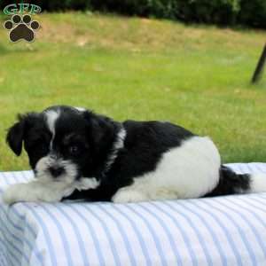 Kamila, Shih-Poo Puppy